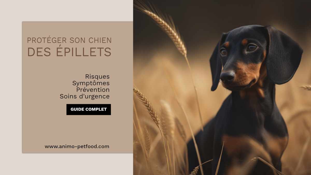 risques-epillets-chiens-guide-complet